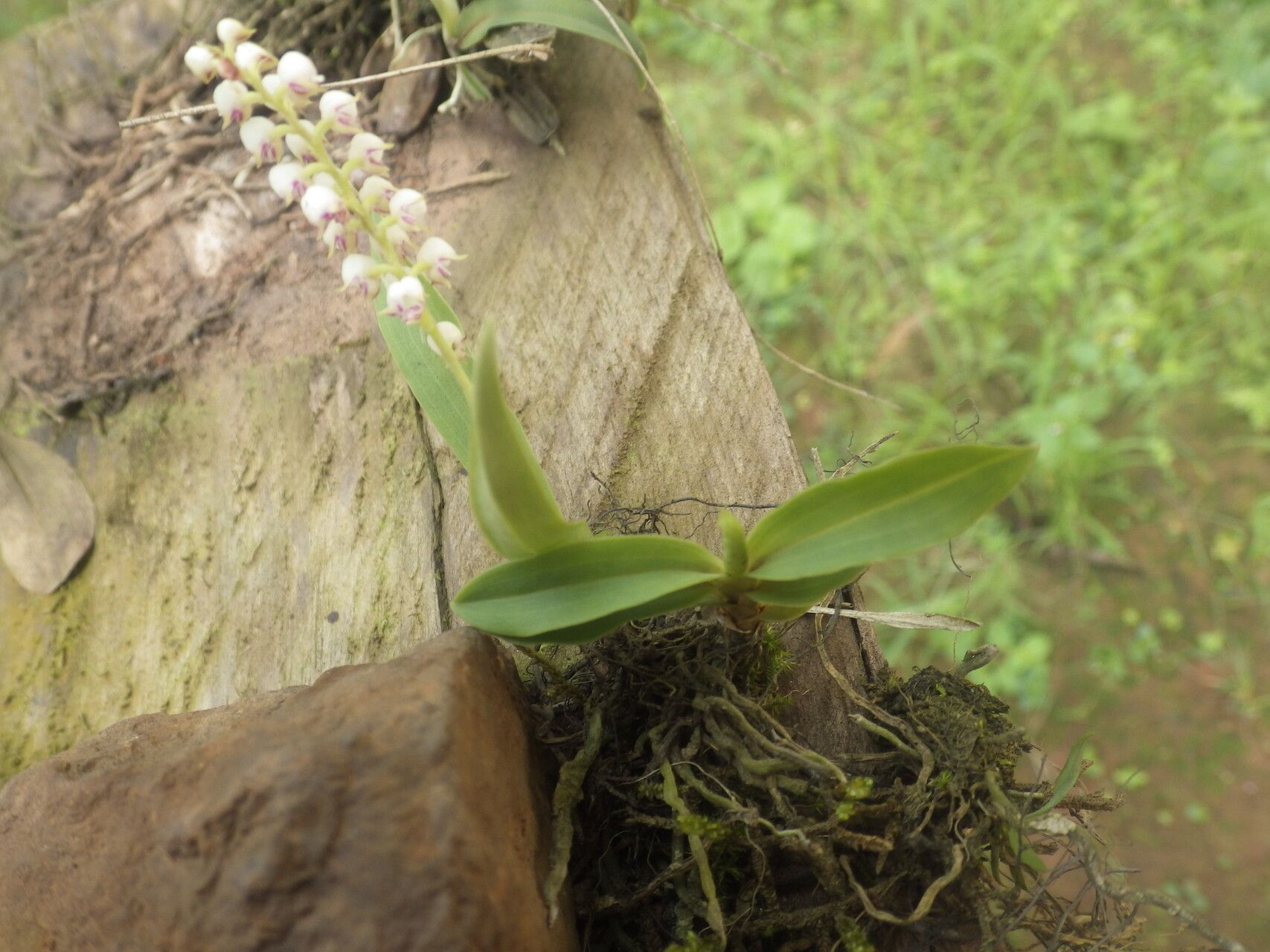 Polystachya montiquetiana habit