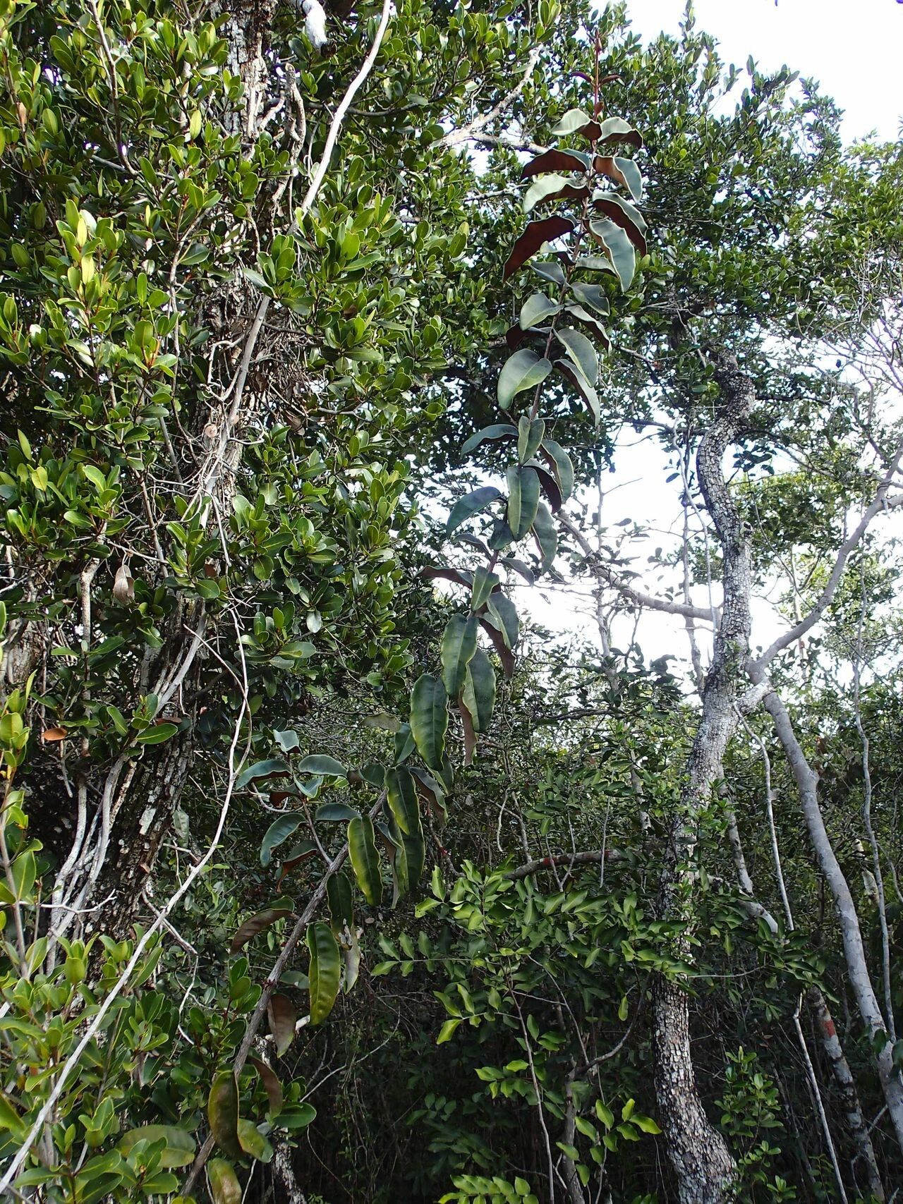 Eugenia kaalensis habit