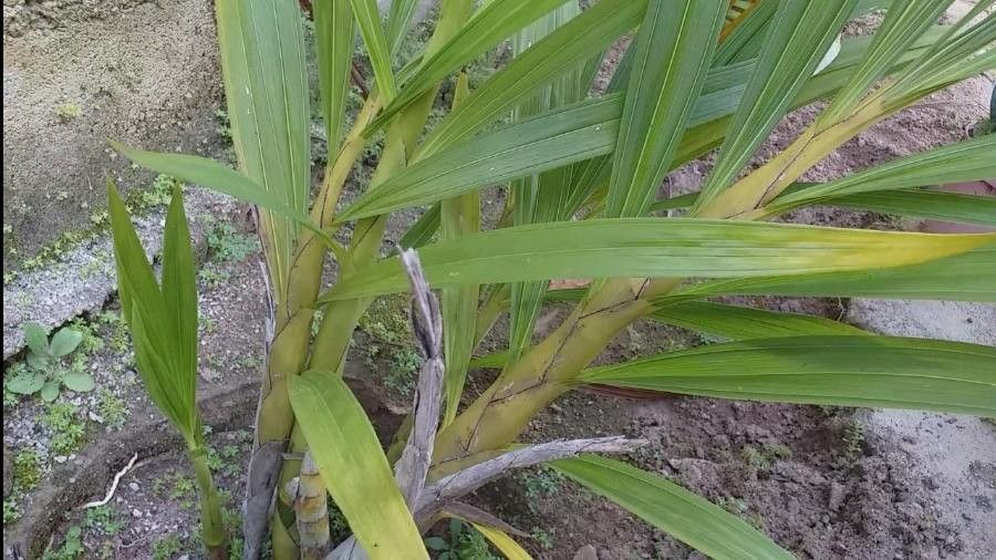 Cyrtopodium macrobulbon — related species from the same genus