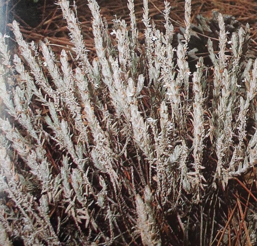 Micromeria benthamii — related species from the same genus