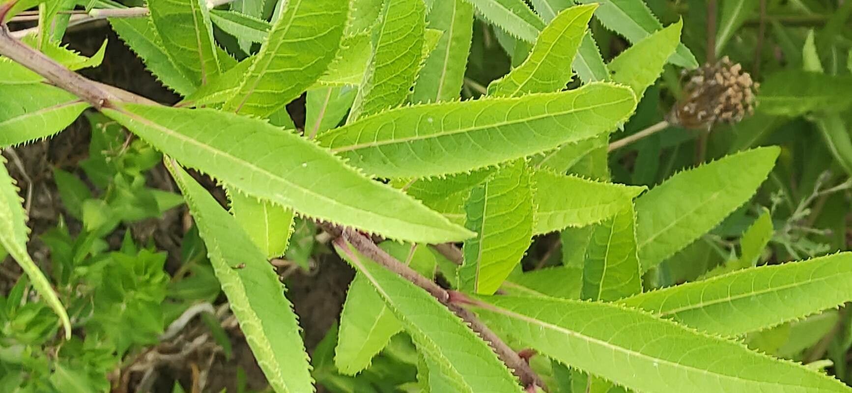Vernonia arkansana — search result for 'Vernonia'