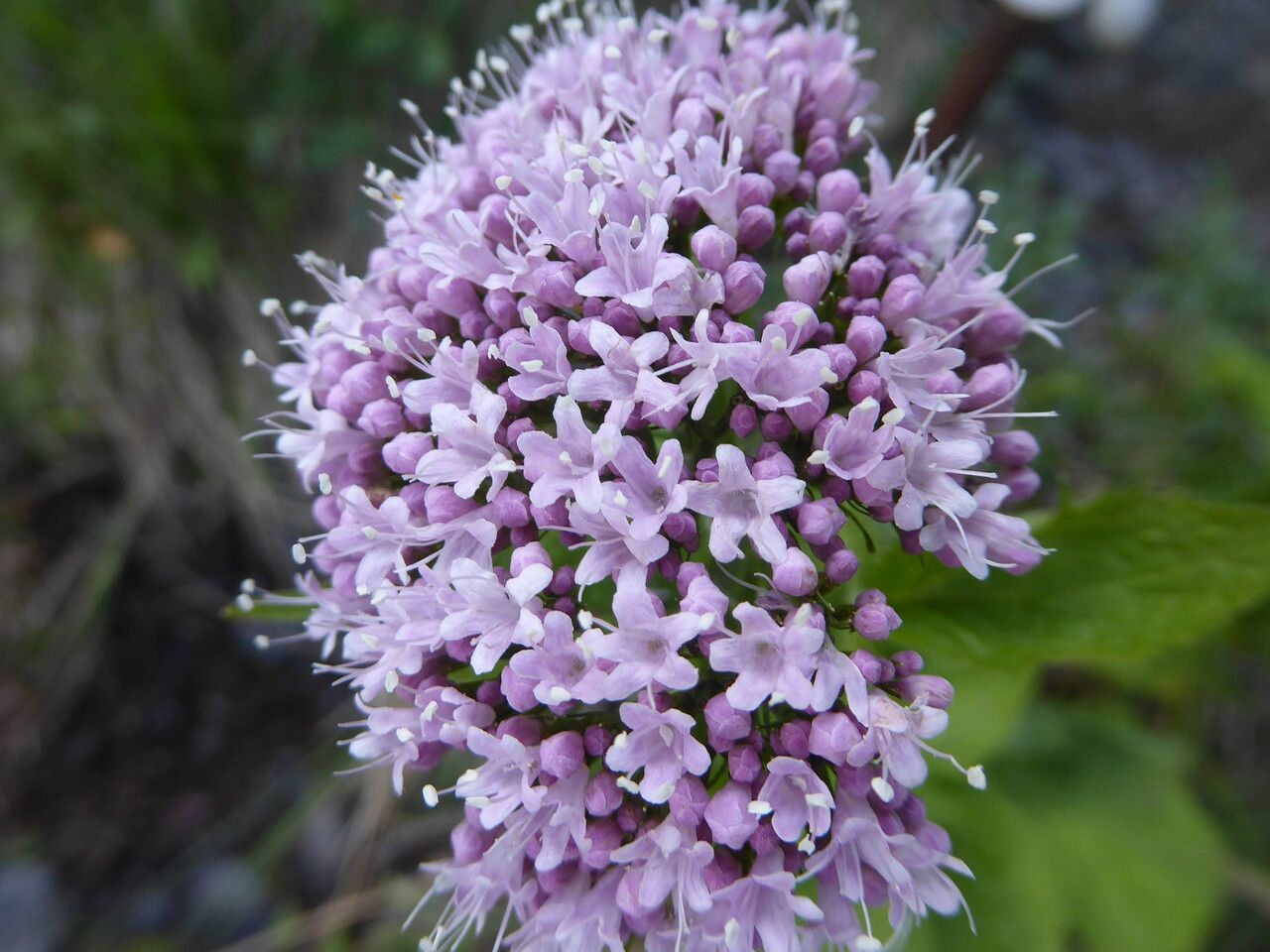 Valeriana pyrenaica flower