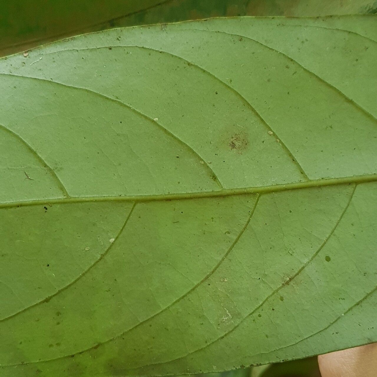Litsea accedens leaf