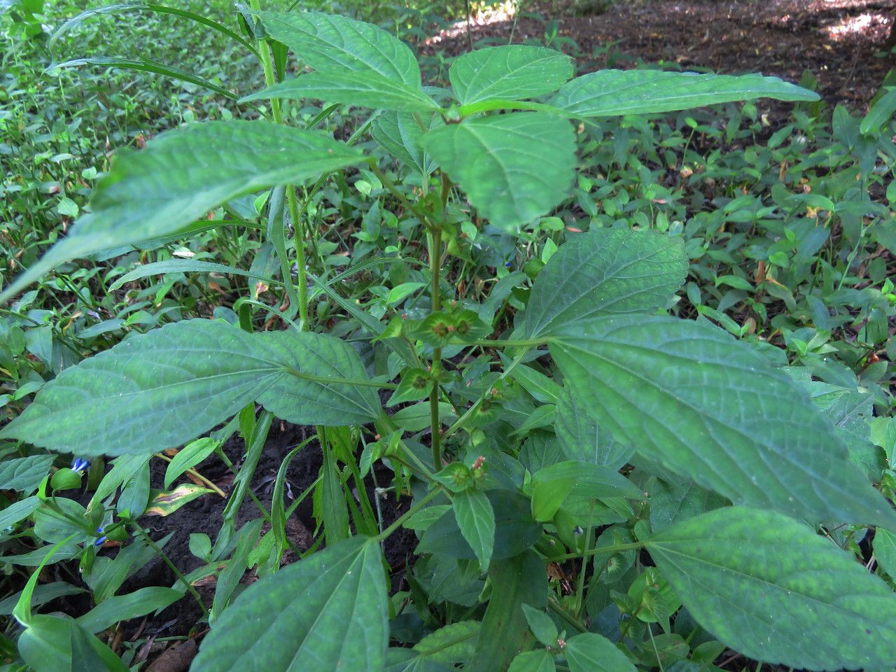 Acalypha australis flower