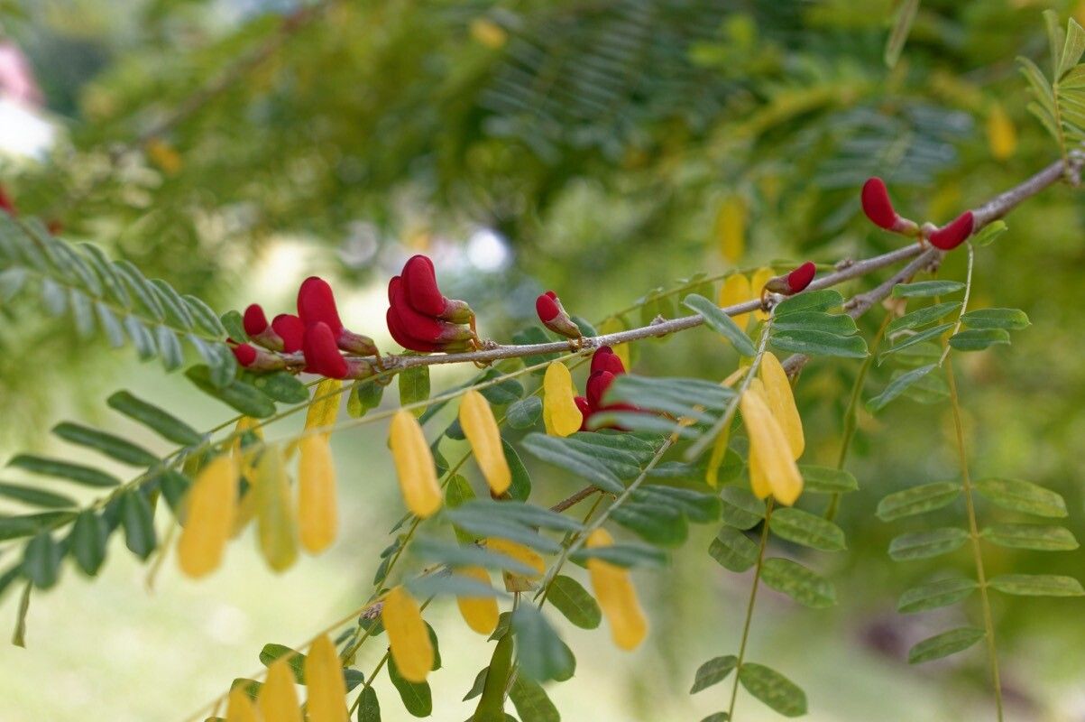 Poitea carinalis habit