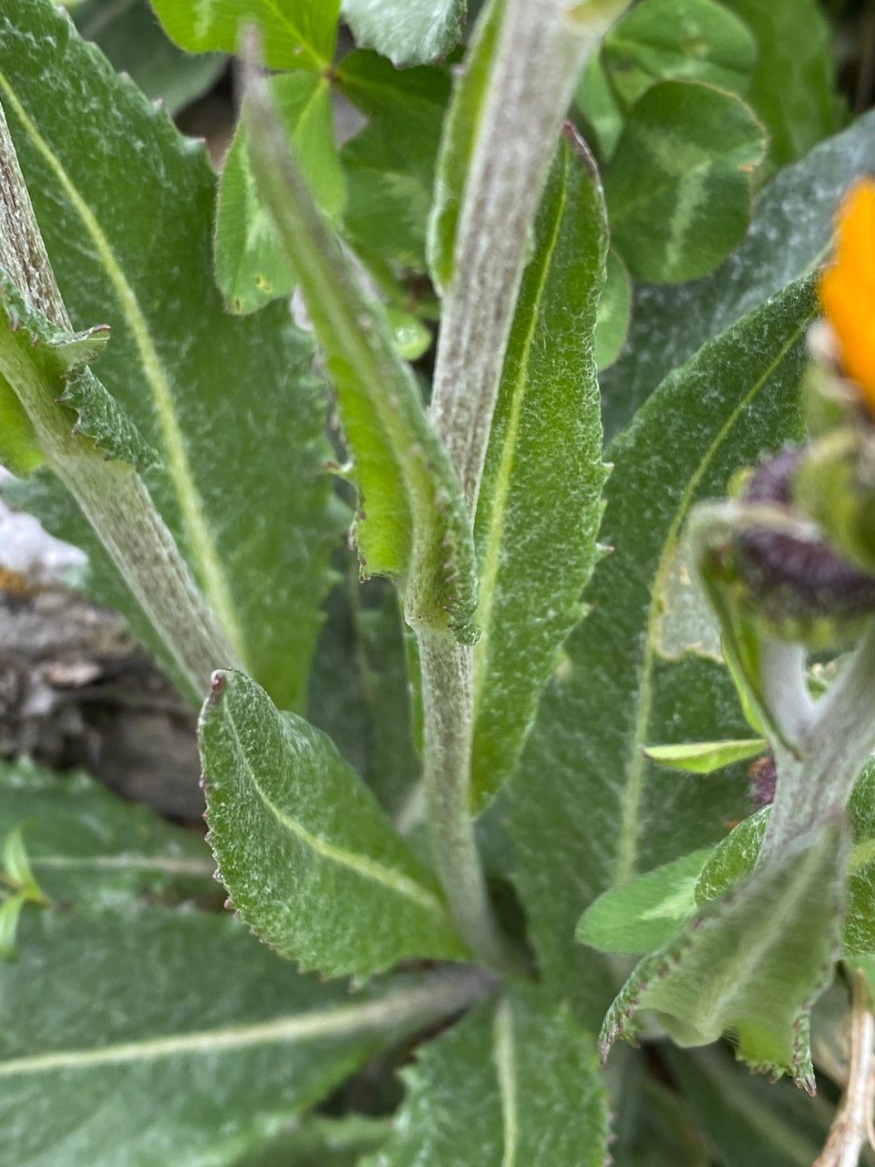 Senecio doronicum flower