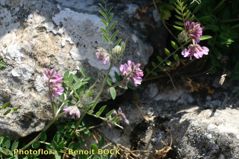 Vicia vicioides habit