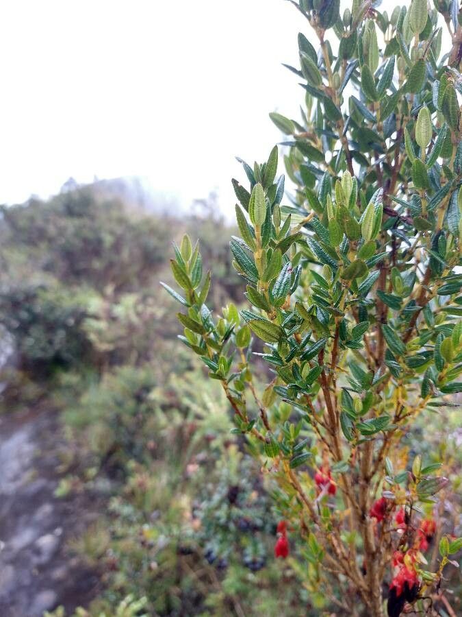 Brachyotum alpinum — search result for 'Melastomataceae'