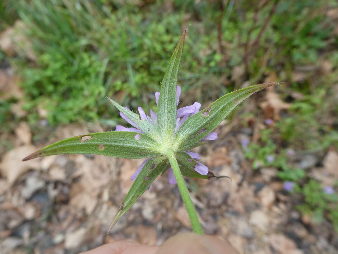 Knautia integrifolia flower