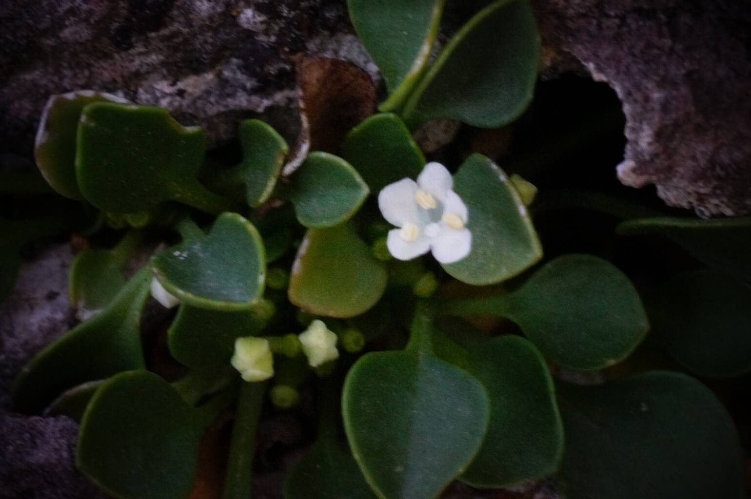 Valeriana longiflora flower