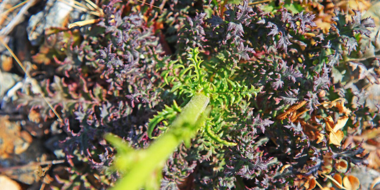 Verbascum boissieri — search result for 'Verbascum'