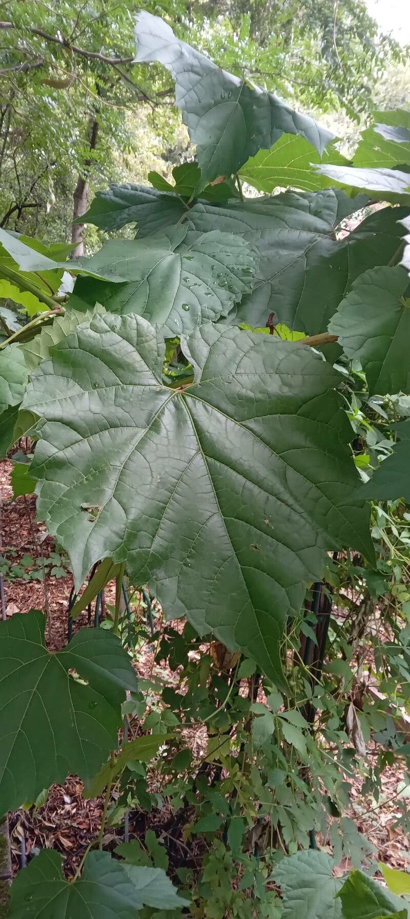 Ampelopsis brevipedunculata — related species from the same genus