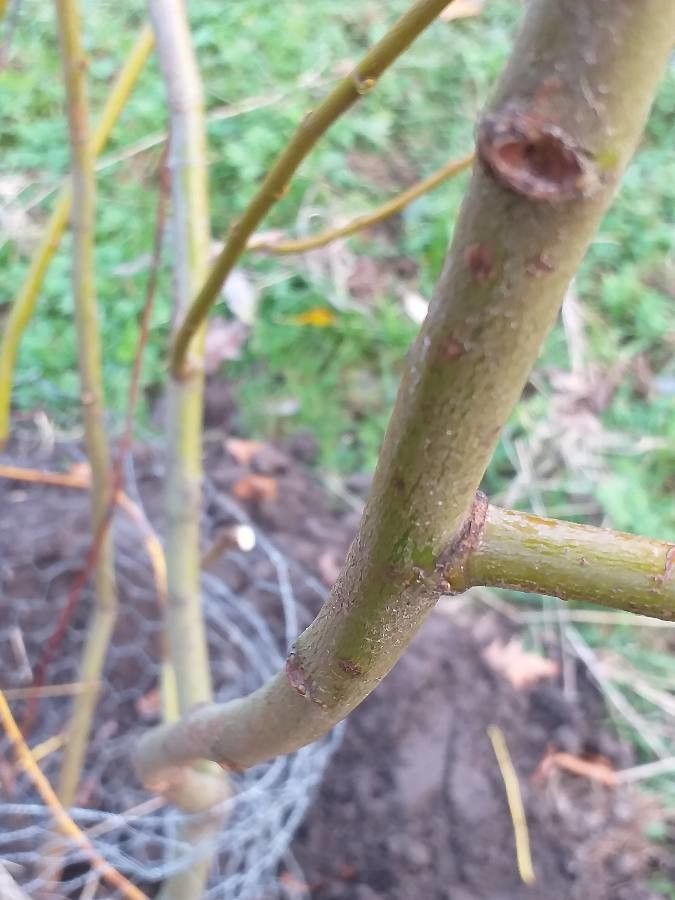 Salix prolixa bark