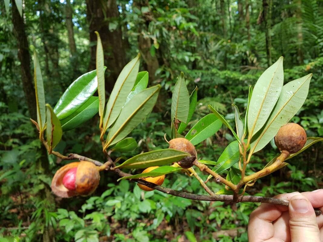Virola fosteri — related species from the same genus