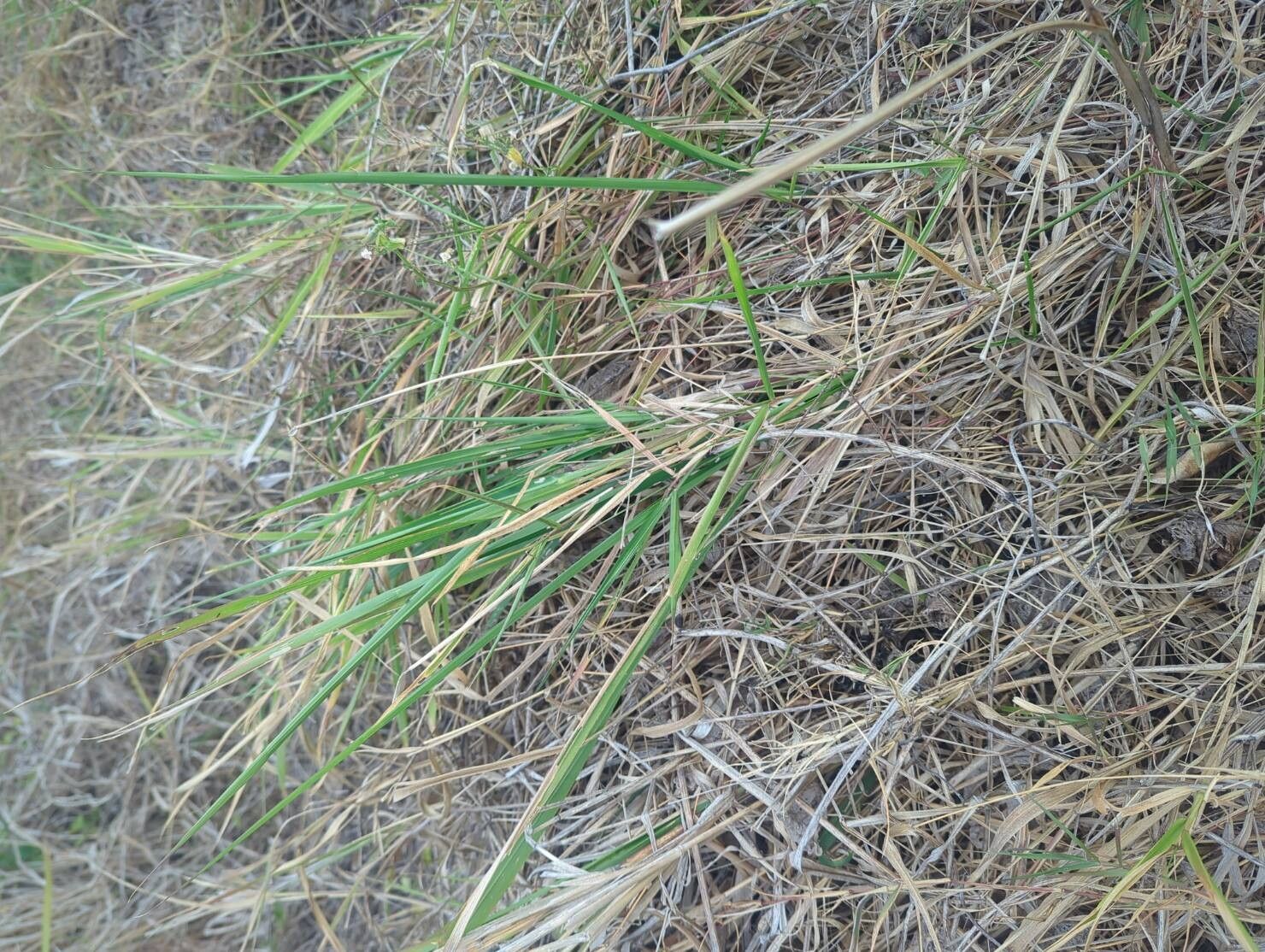 Urochloa eminii — search result for 'Congo'