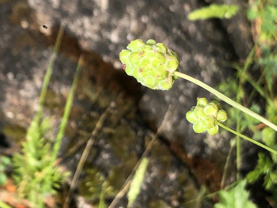 Poterium sanguisorba fruit