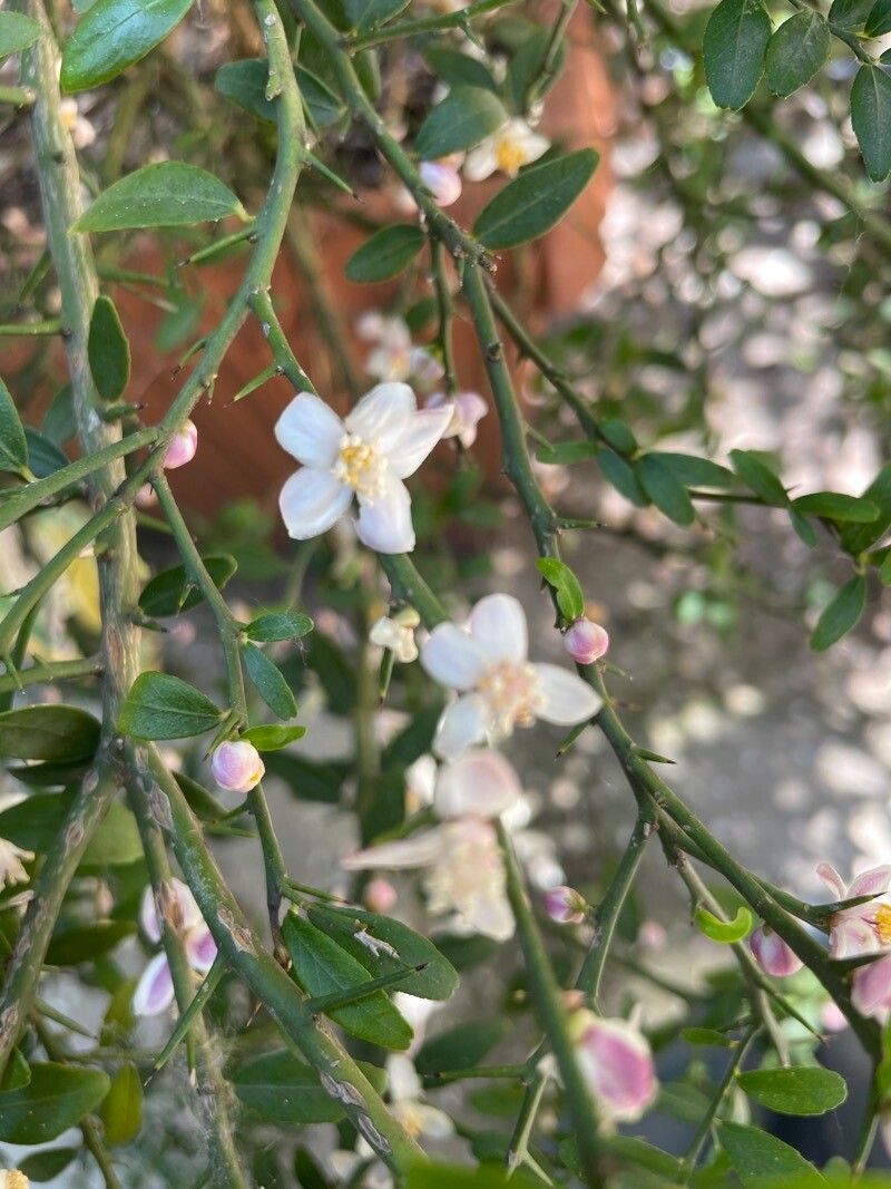 Citrus australasica flower
