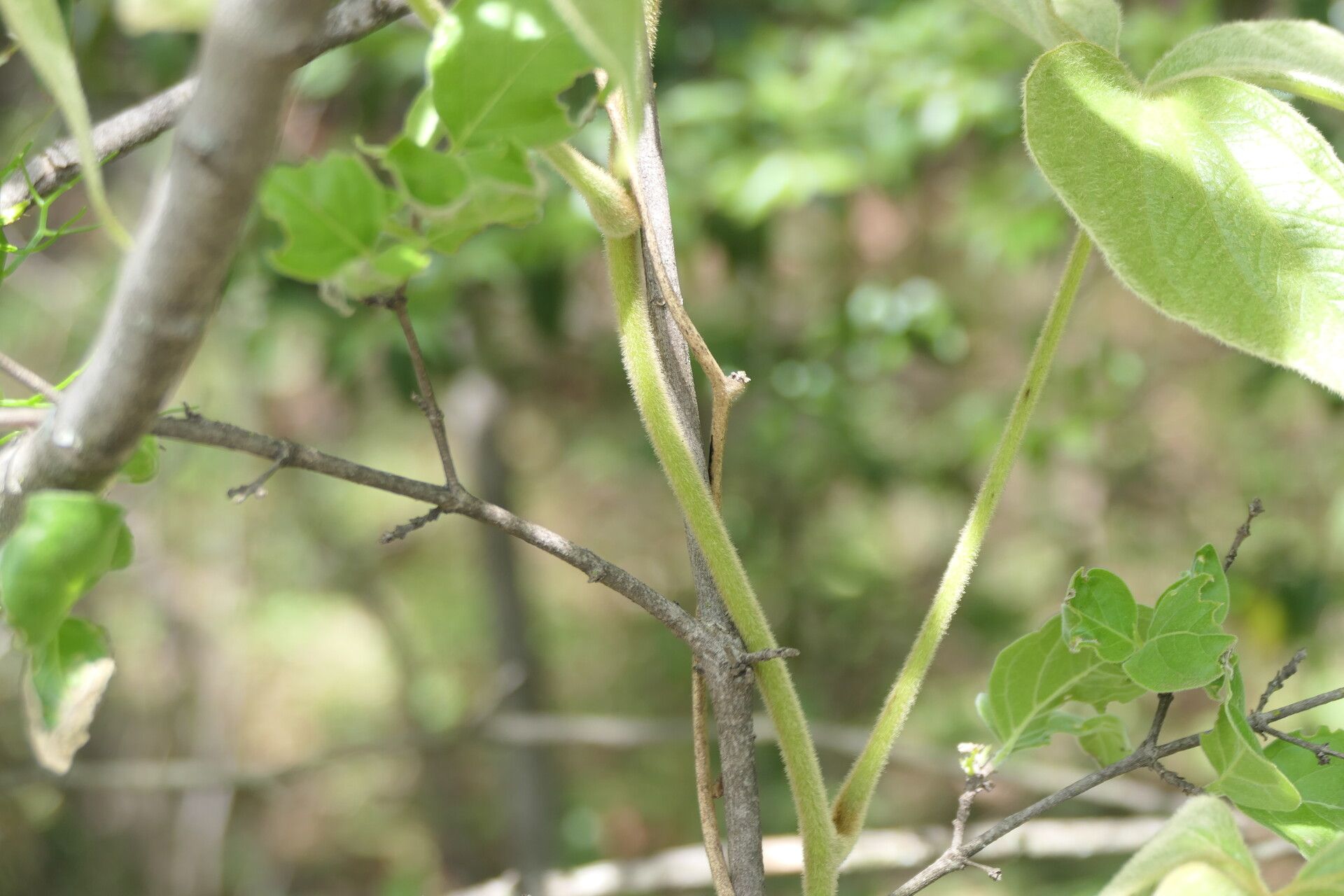 Dioscorea dregeana bark