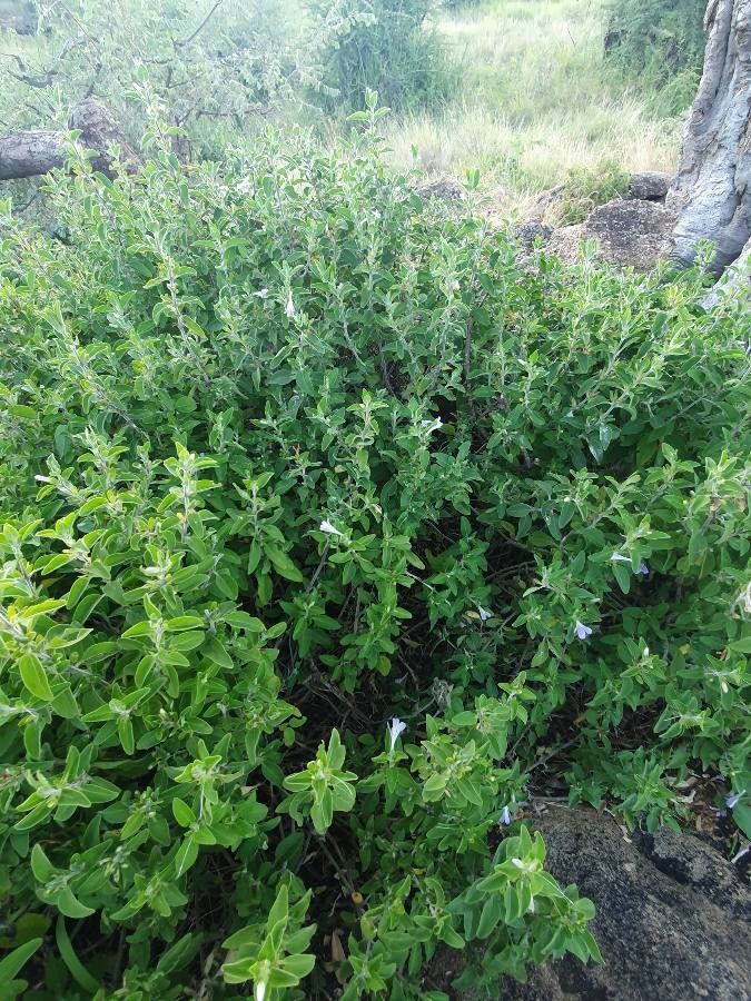 Barleria volkensii habit
