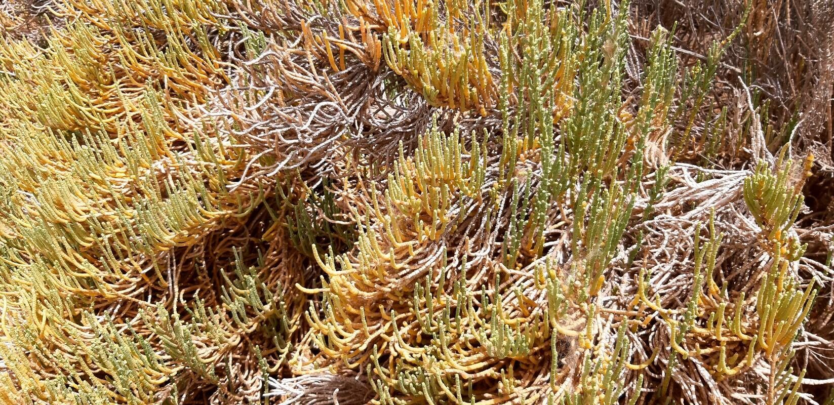 Allenrolfea occidentalis flower