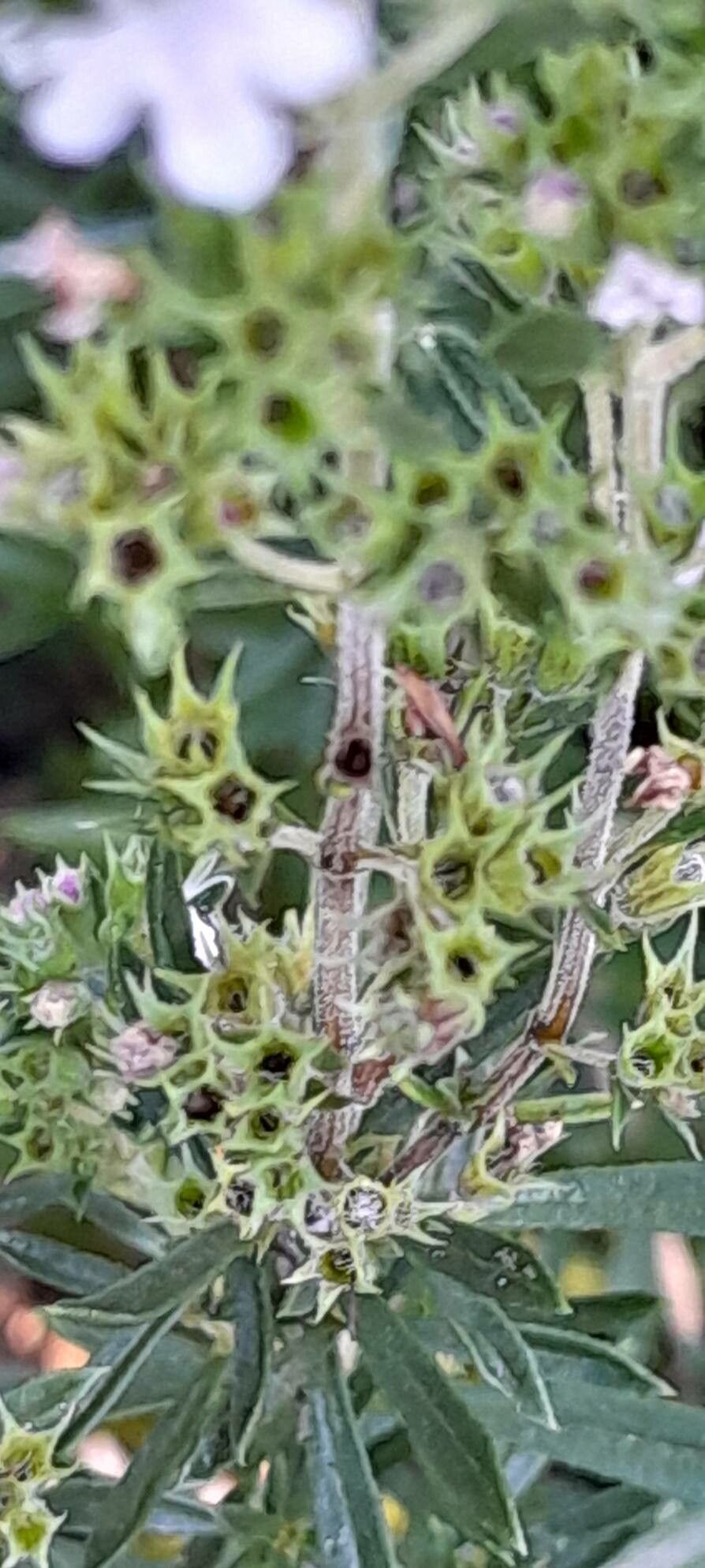 Satureja subspicata fruit
