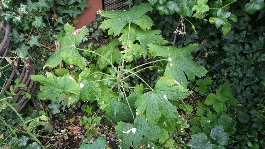 Delphinium spp. — annual plants houseplant