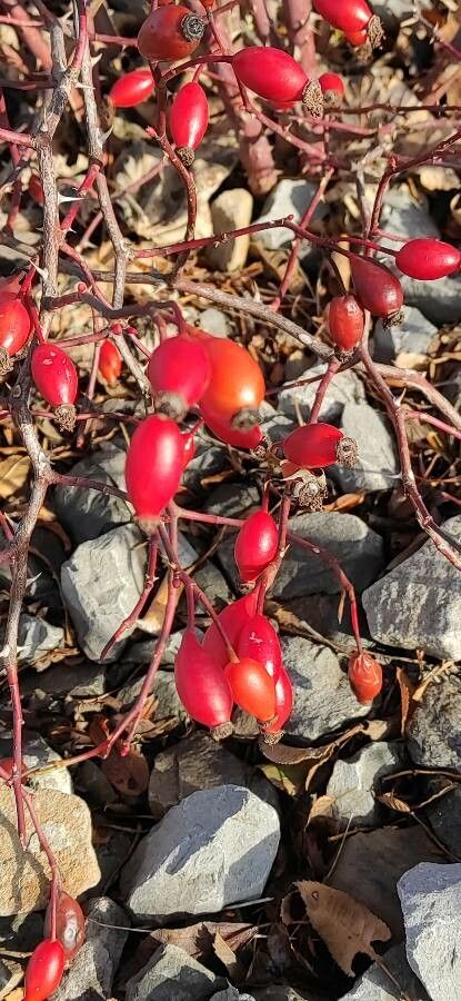 Rosa vosagiaca fruit