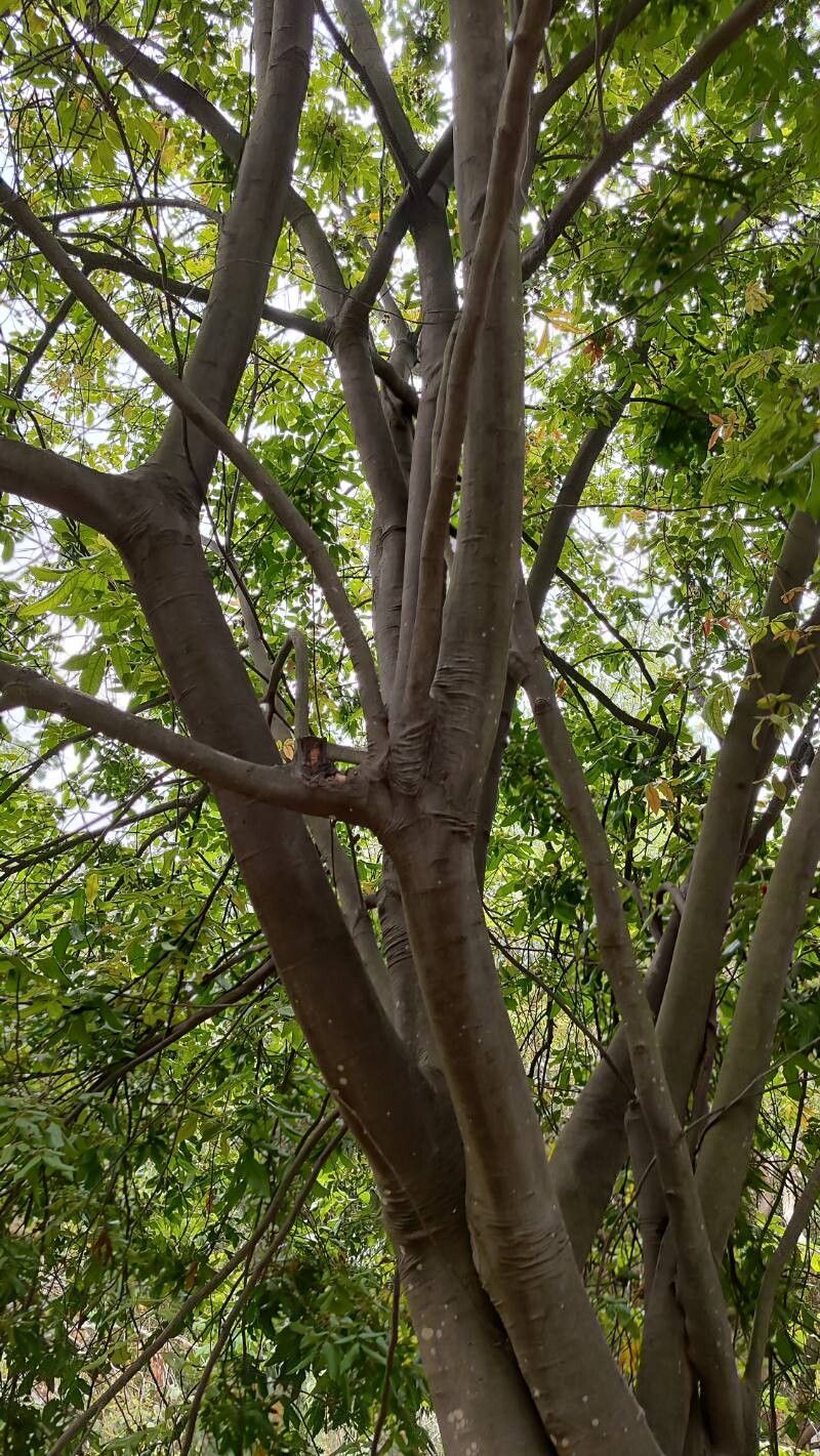 Alectryon tomentosus habit