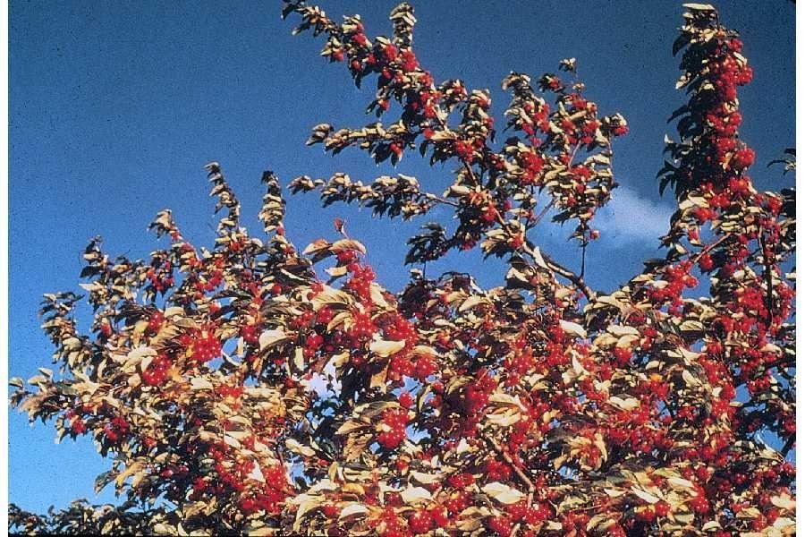 Shepherdia argentea habit