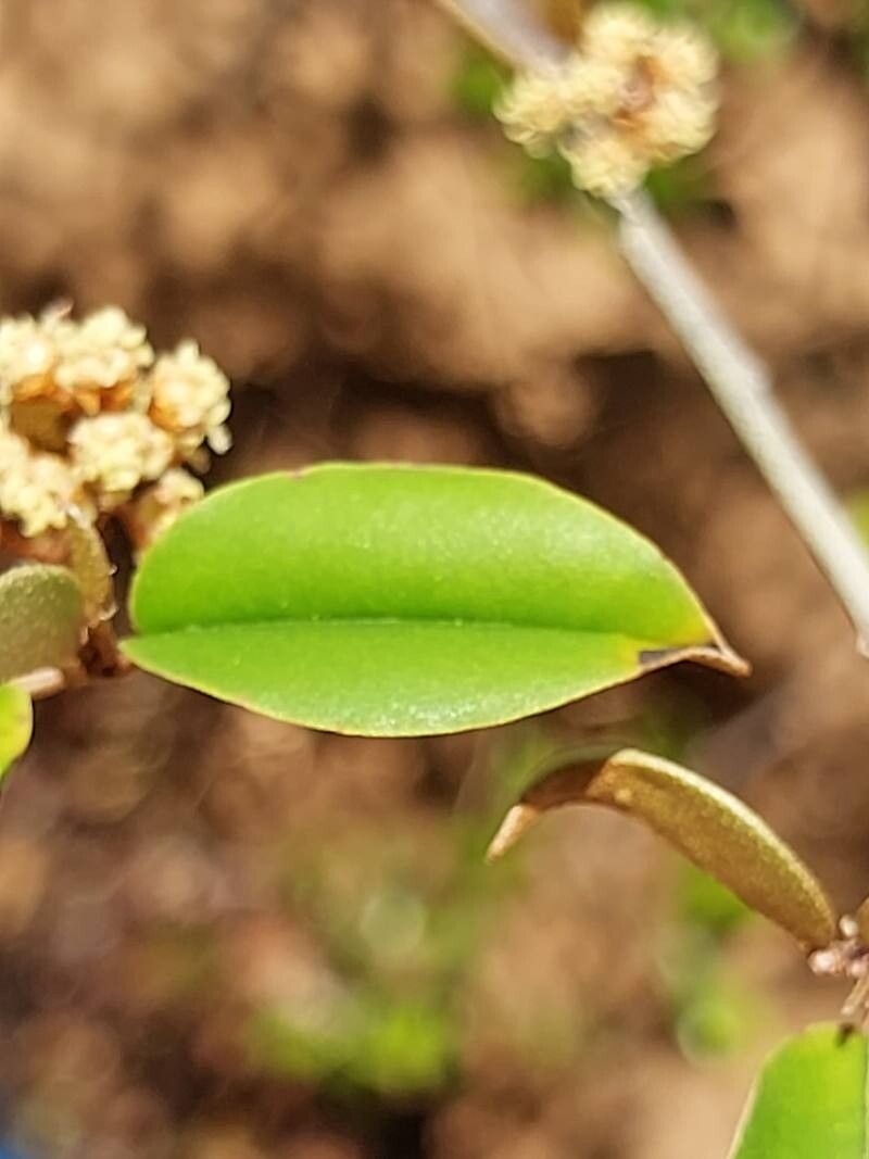 Croton brevispicatus — houseplant care guide