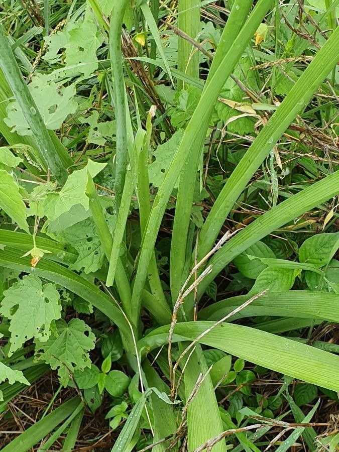 Albuca virens leaf