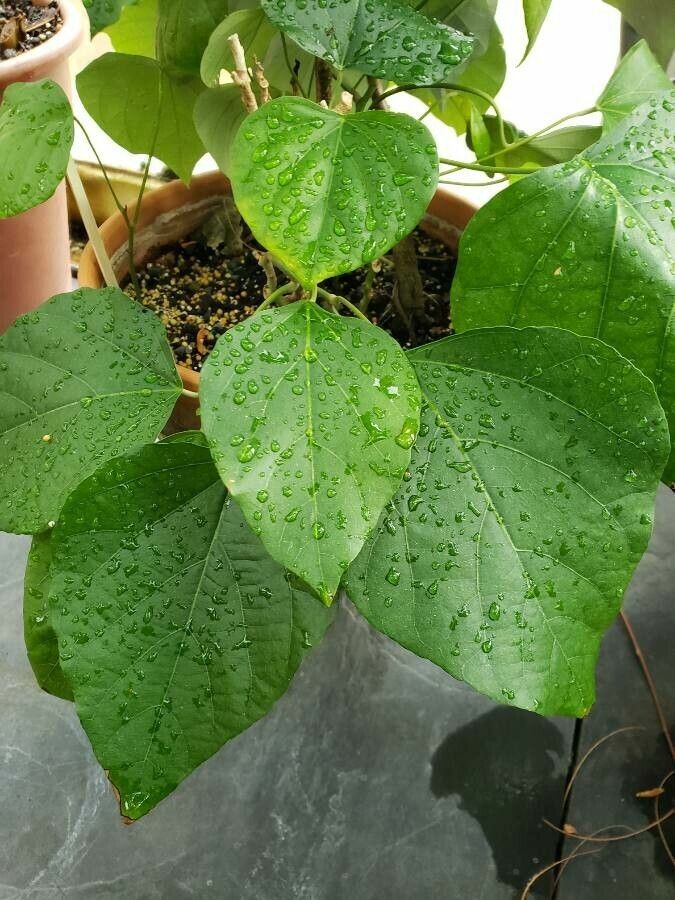 Chondrodendron tomentosum — search result for 'Menispermaceae'