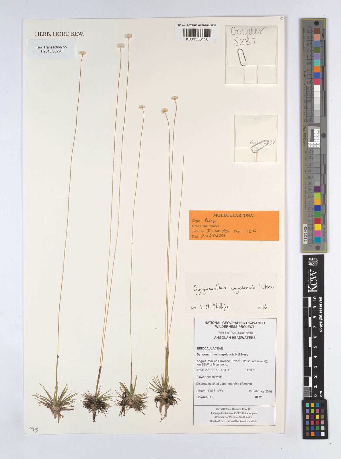 Syngonanthus angolensis — related species from the same genus