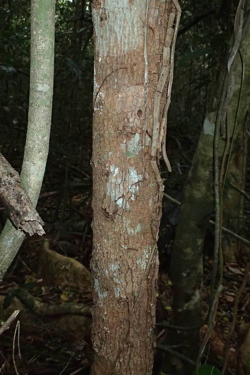 Bocquillonia arborea bark