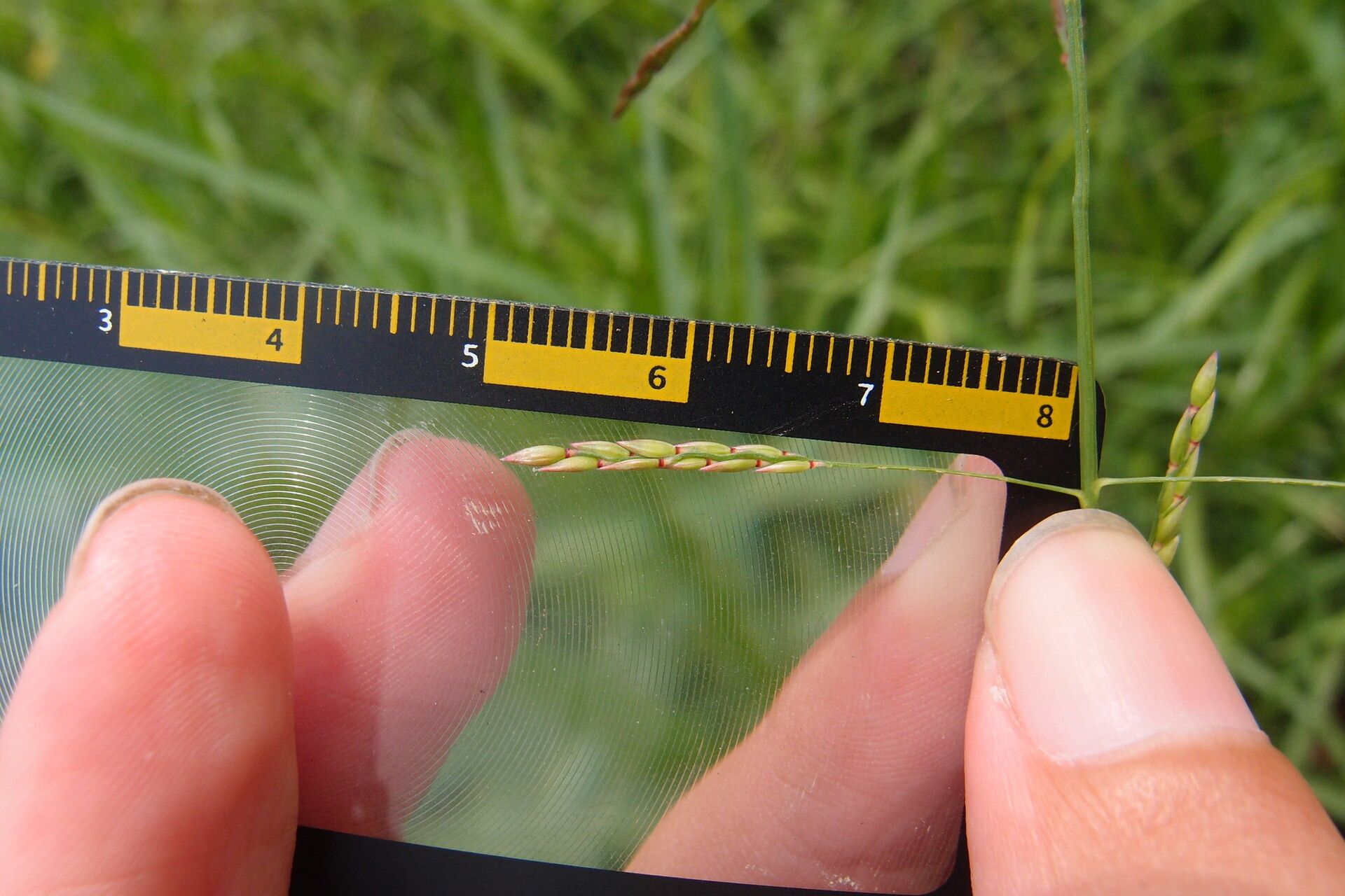 Eriochloa procera fruit