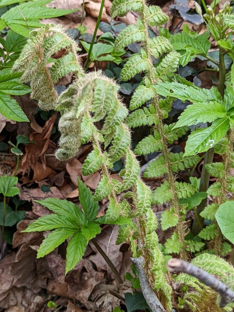 Polystichum braunii — search result for 'Polystichum'