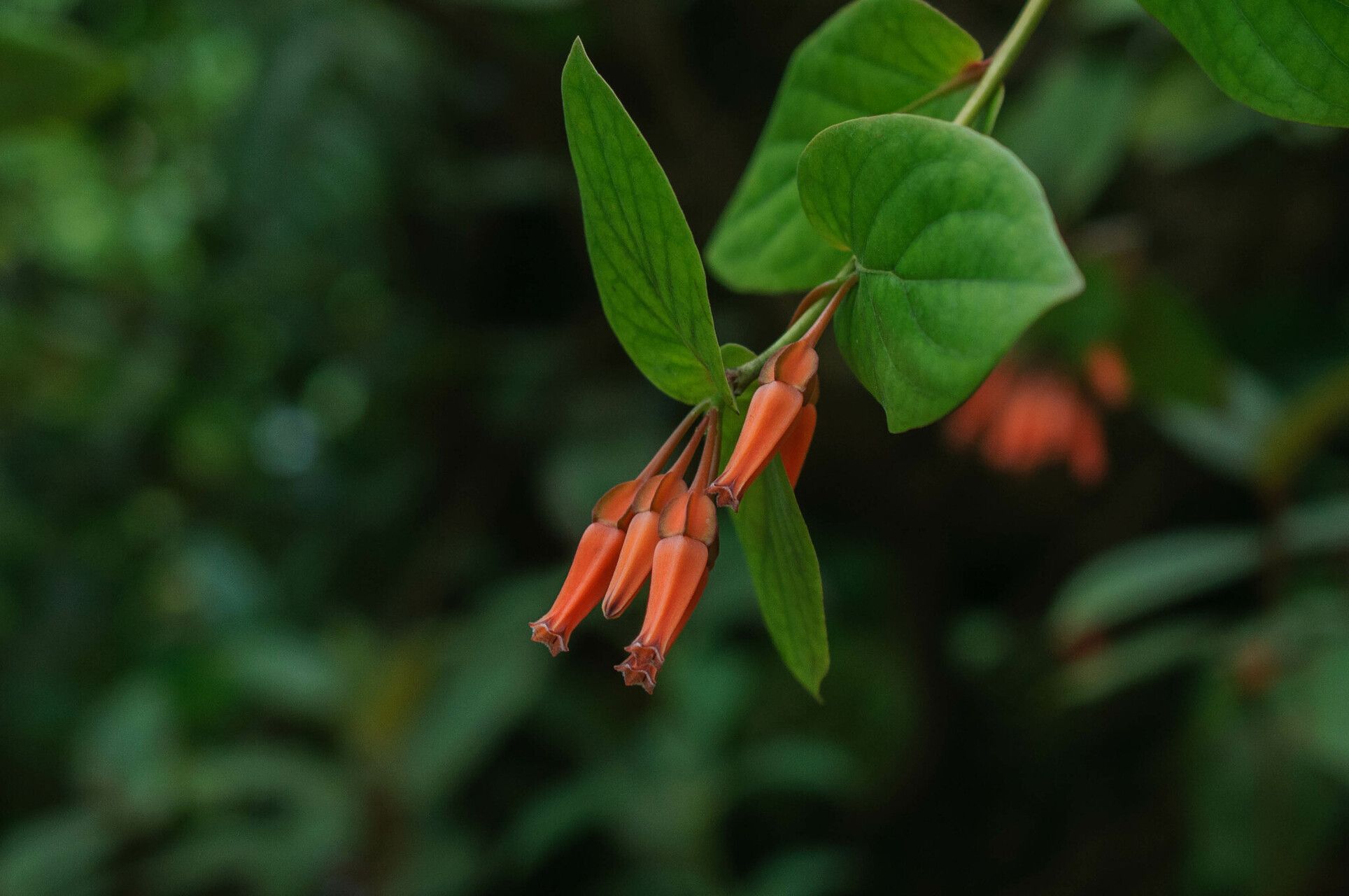 Macleania alata — related species from the same genus