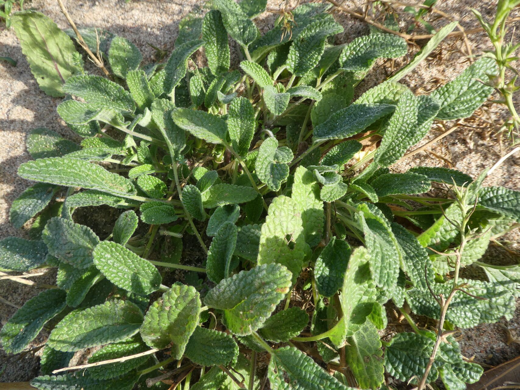 Stachys maritima bark