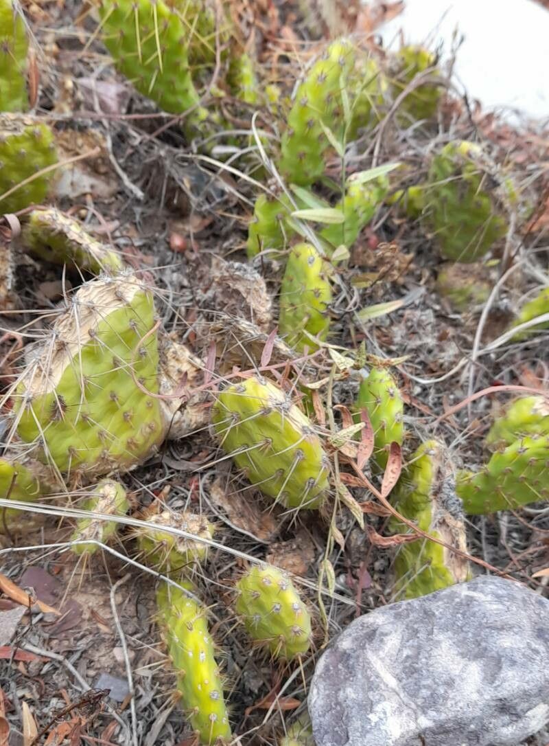 Maihueniopsis atacamensis habit