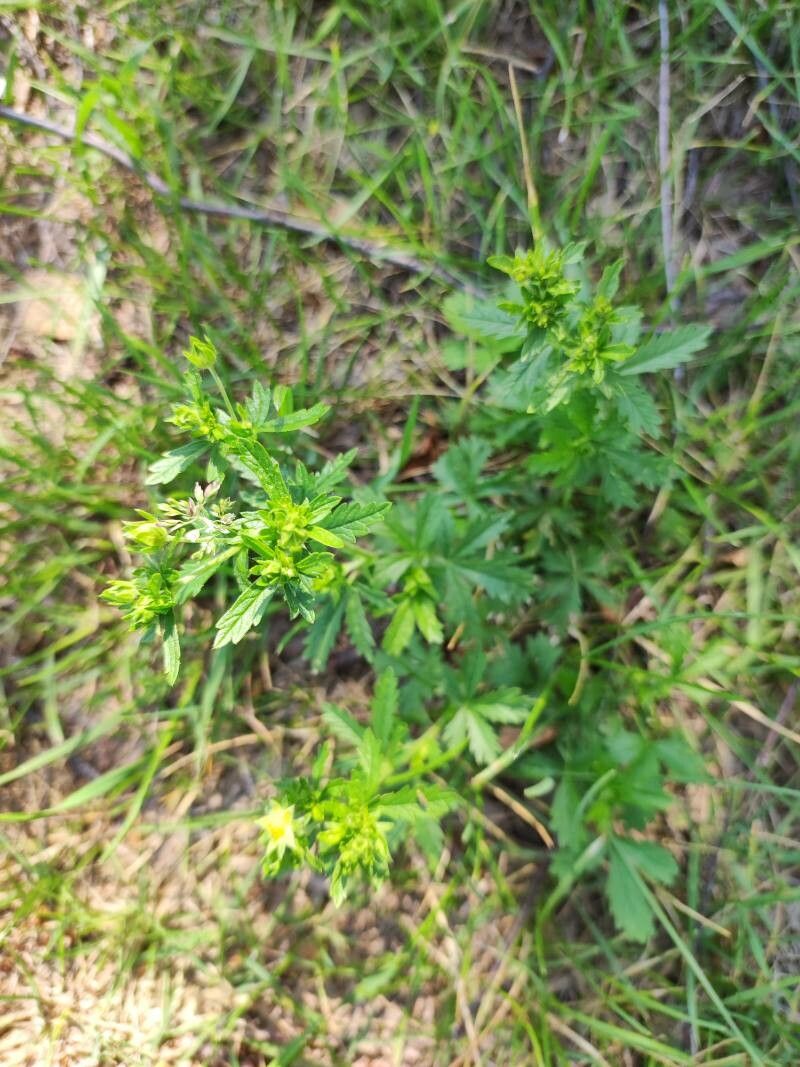 Potentilla intermedia — search result for 'Potentilla'
