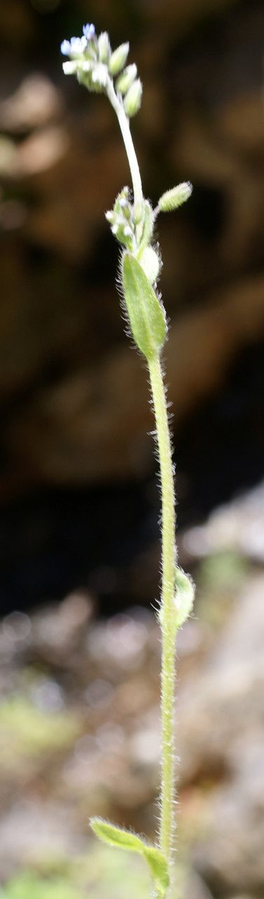 Myosotis dubia habit