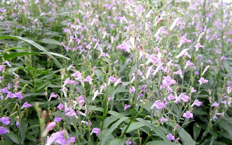 Dianthera pectoralis flower