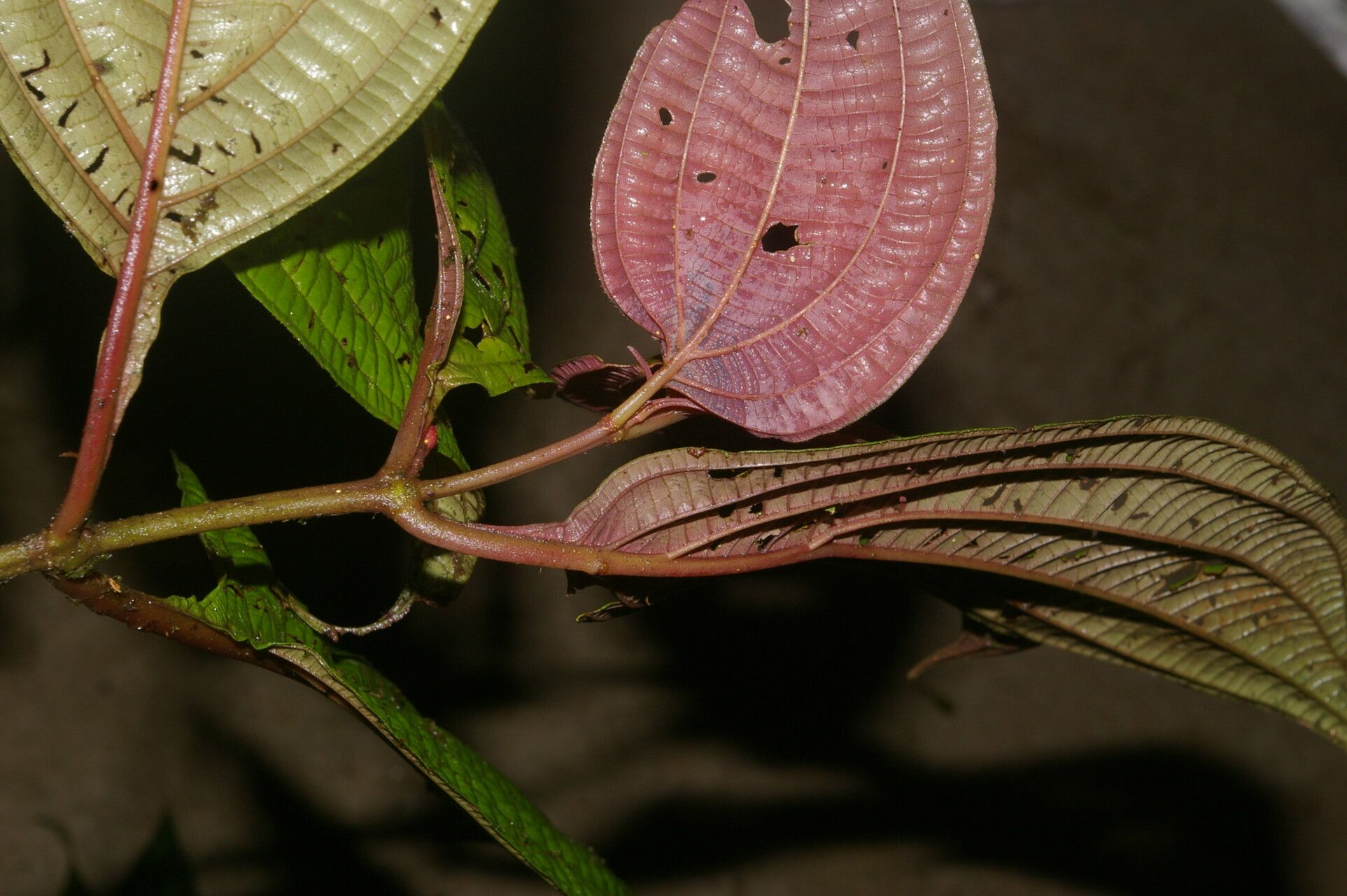 Clidemia septuplinervia flower