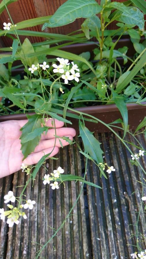Arabidopsis cebennensis leaf