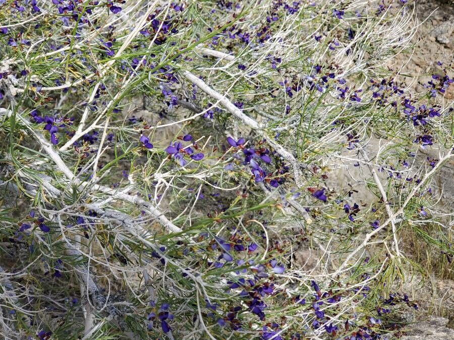 Psorothamnus schottii flower