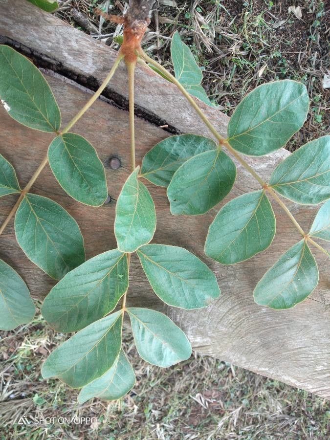 Lannea discolor leaf