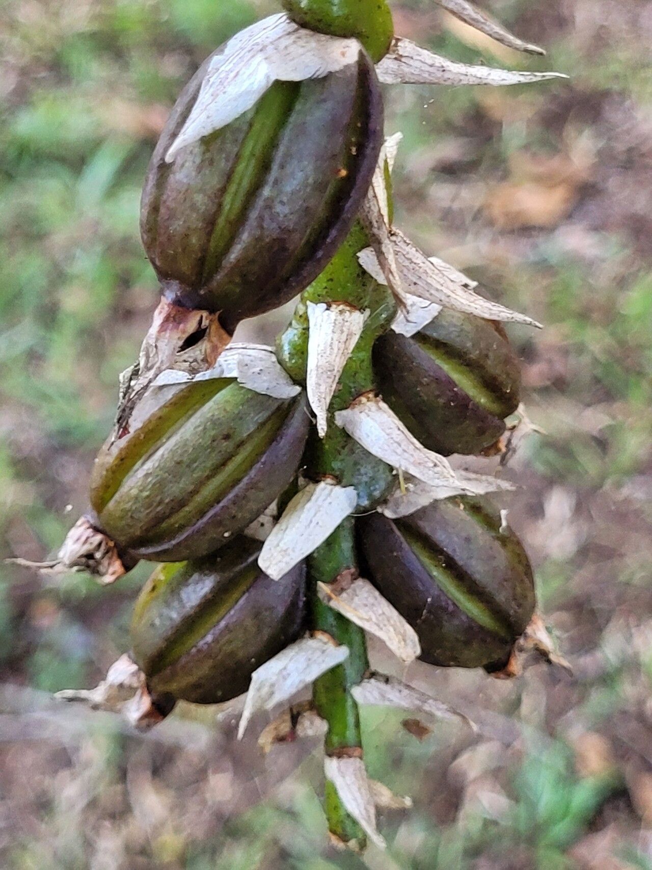 Bulbophyllum brevipetalum fruit