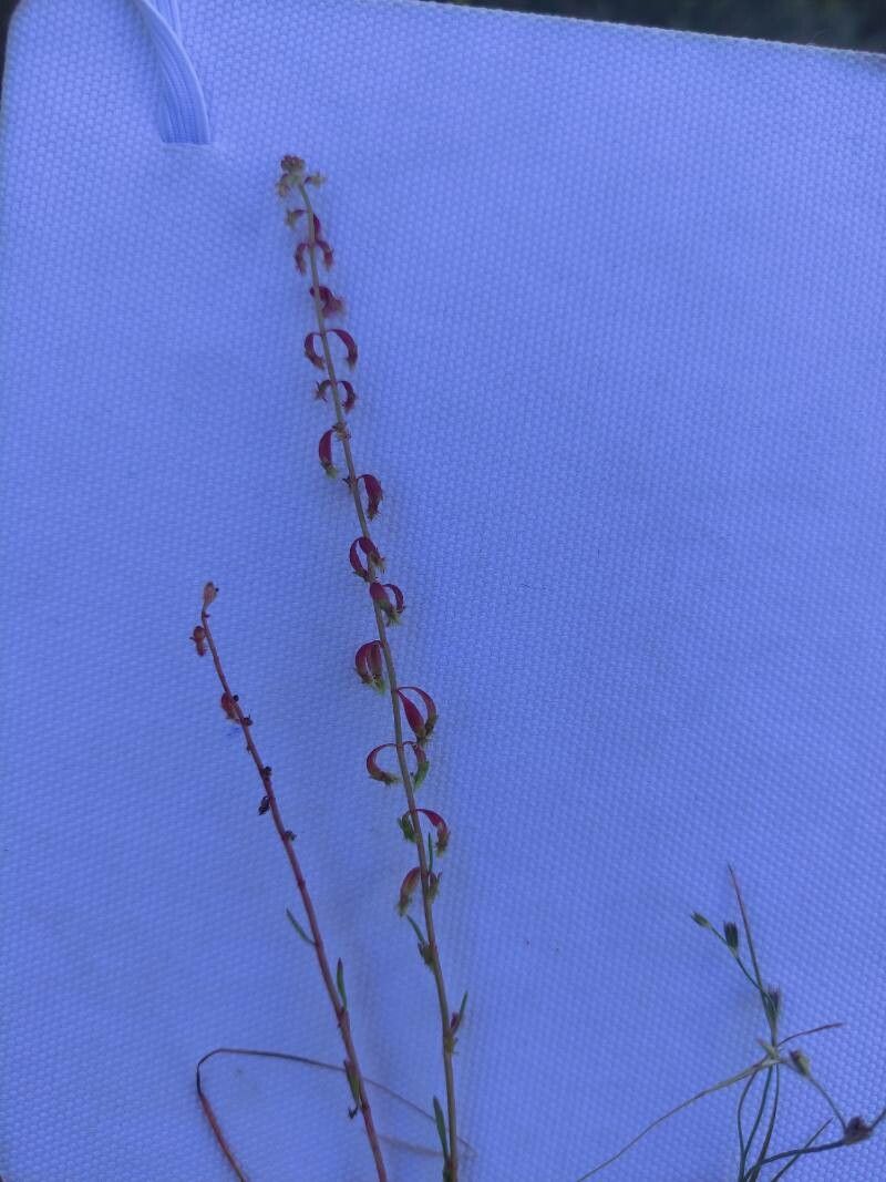 Polygala exilis flower
