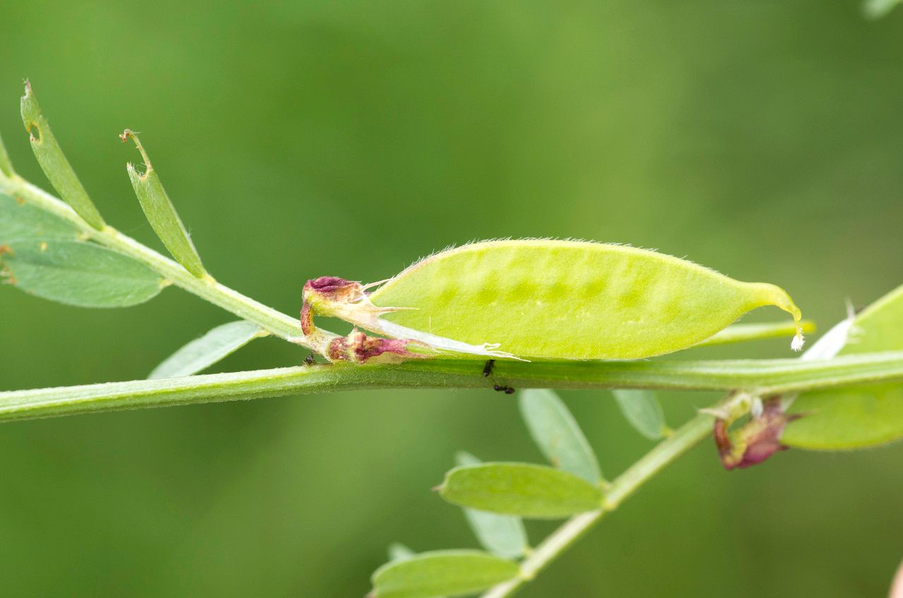 Vicia melanops fruit