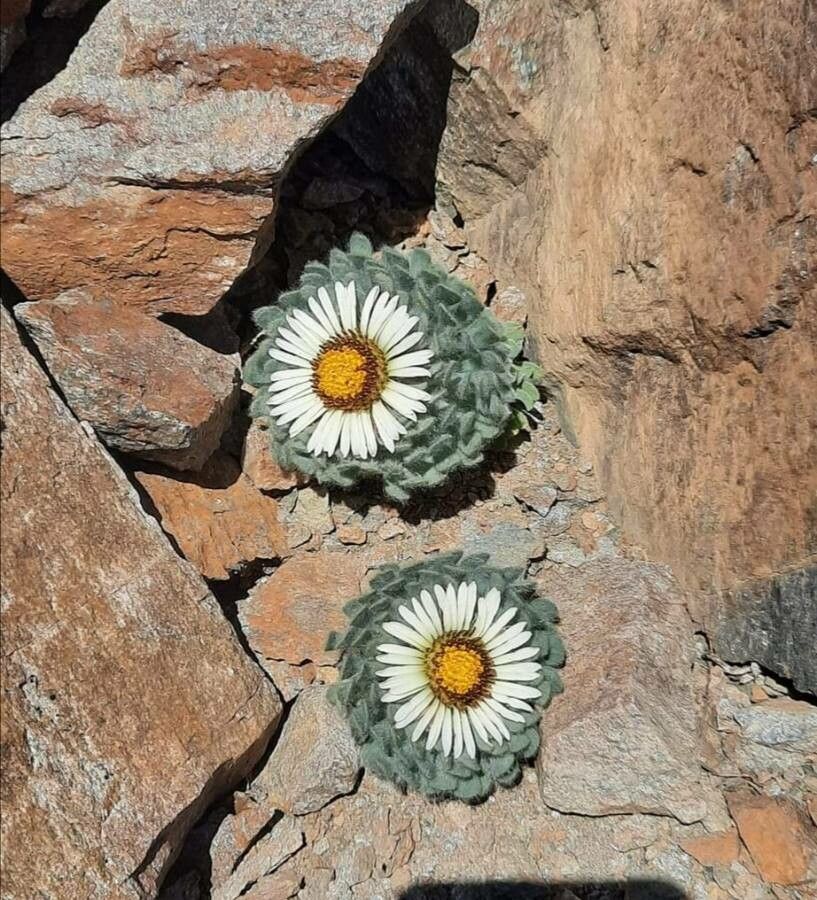 Townsendia condensata — search result for 'Eriogonum'